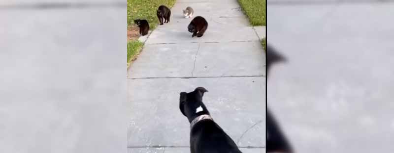 Un perro se cruza con una pandilla de gatos en el barrio
