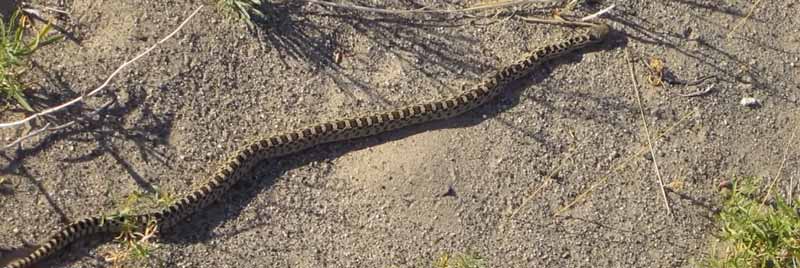 El curioso movimiento lineal de una serpiente