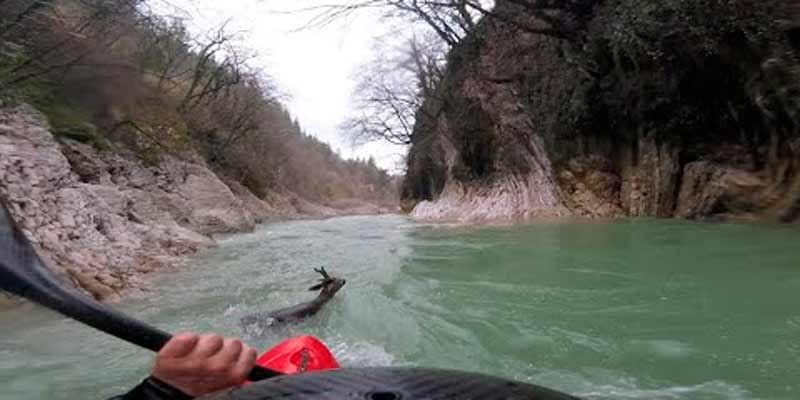 Un kayakista salva a un cervatillo que se está ahogando