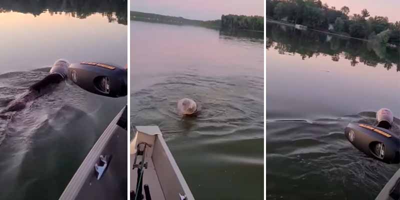 Rescatando a un oso que nada en mitad de un lago con un bote de plastico atascado en la cabeza