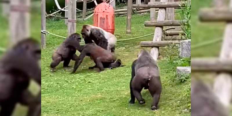 Un gorila macho pone a salvo a una cría cuando unas hembras se pelean