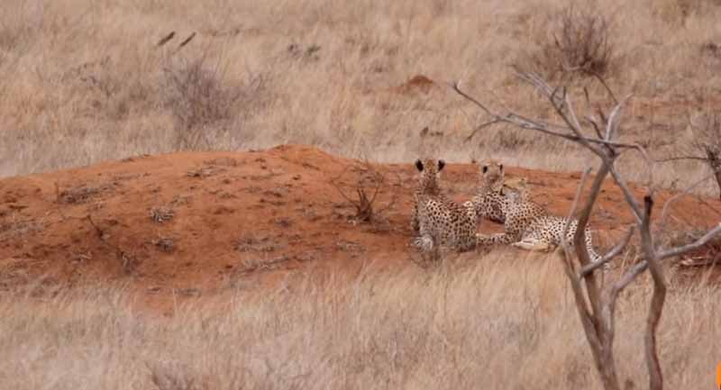Un impala va directo hacia tres guepardos sin darse cuenta