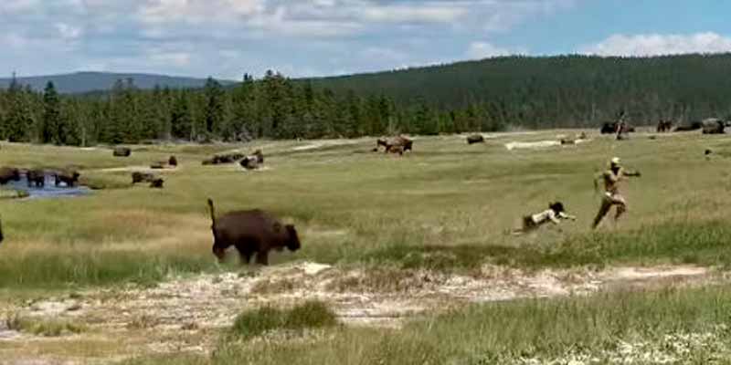 Evita el ataque de un bisonte haciéndose la muerta