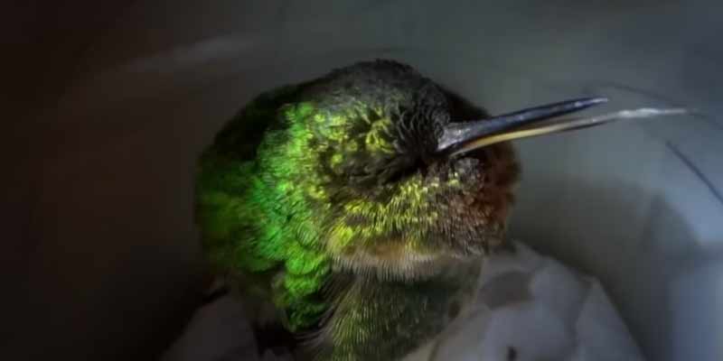 Un colibrí roncando