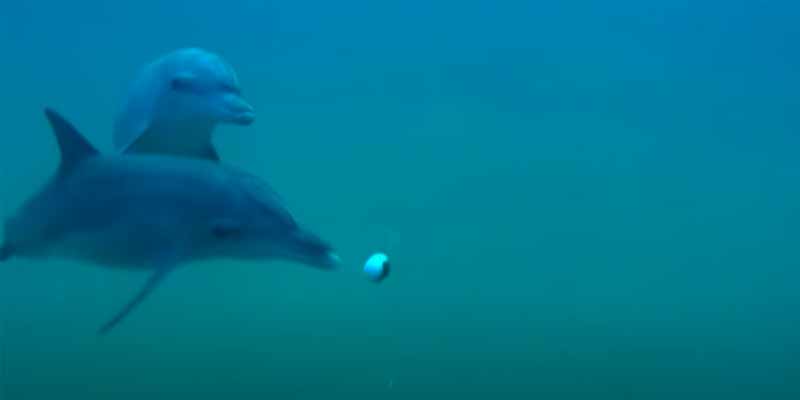Delfines se drogan con la toxina de un pez globo