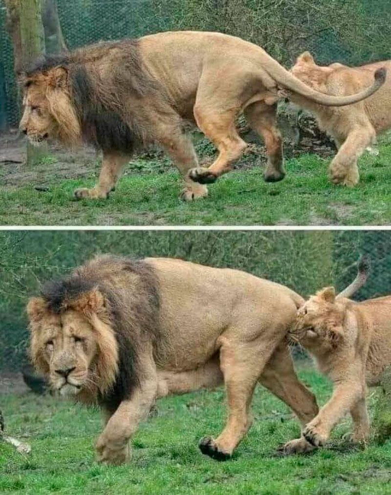 En época de apareamiento de leones la cara del macho lo dice todo