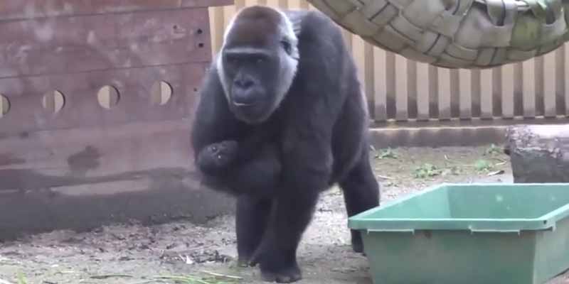 Un gorila tiene celos de su hermano pequeño y así lidia con la situación la madre