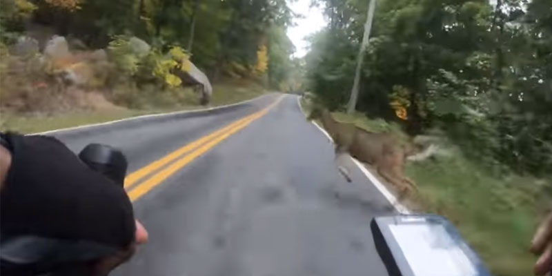 Un ciervo se le cruza a un ciclista