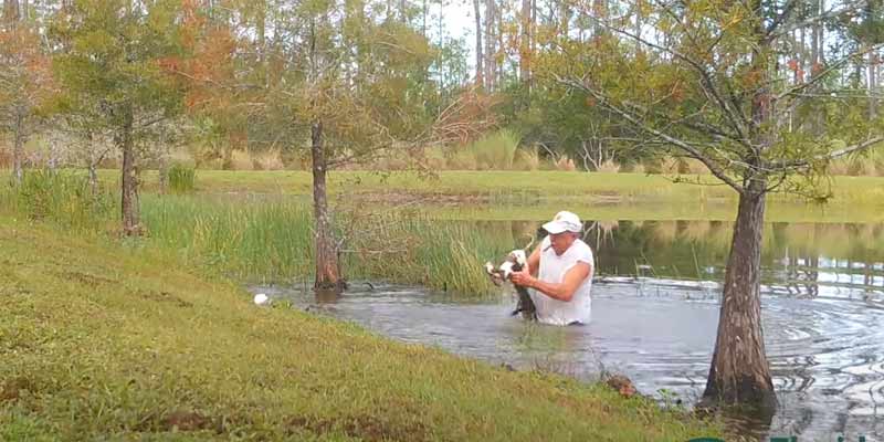 Se lanza a un lago a salvar a su cachorro de las fauces de un caimán
