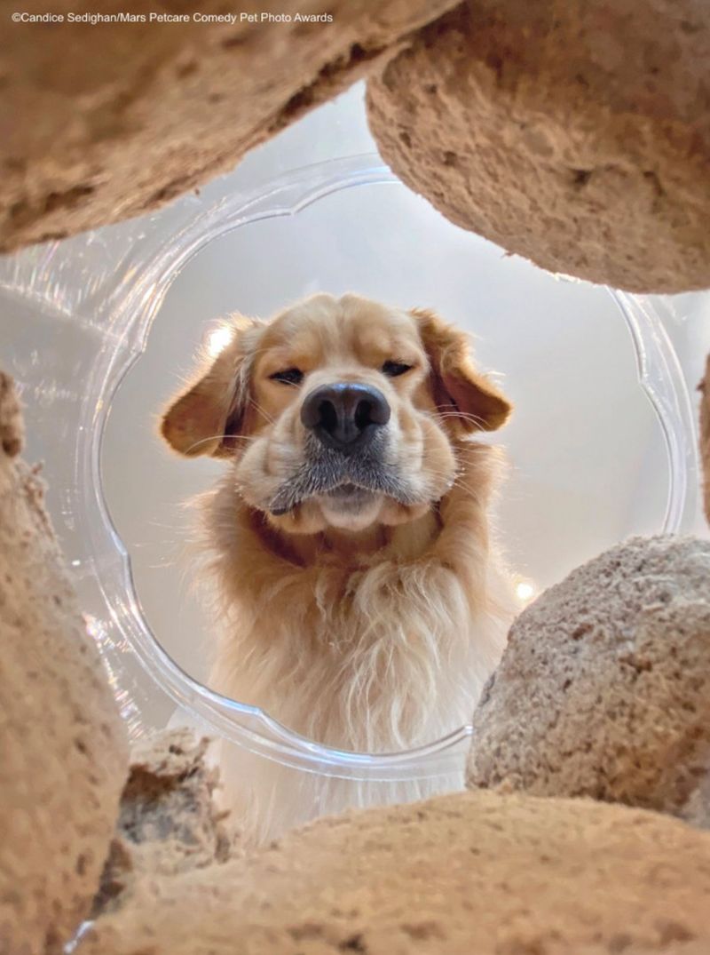 Ganadores del Comedy Pet Photography Awards 2020, las fotografías más divertidas de mascotas