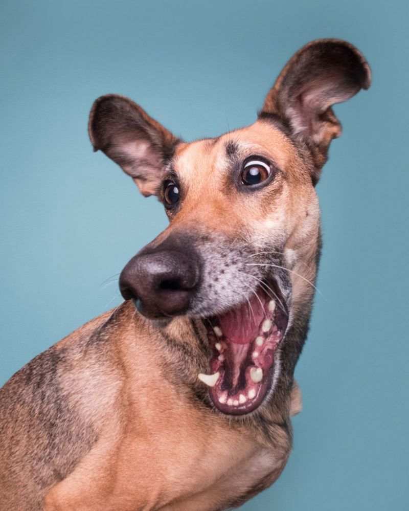 Ganadores del Comedy Pet Photography Awards 2020, las fotografías más divertidas de mascotas
