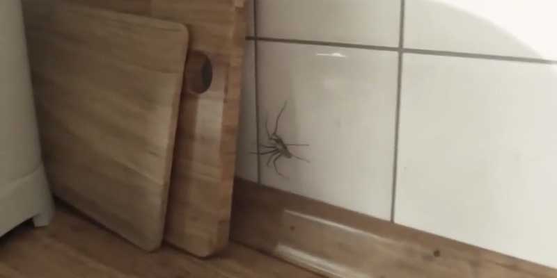 La caza de una araña en la cocina...