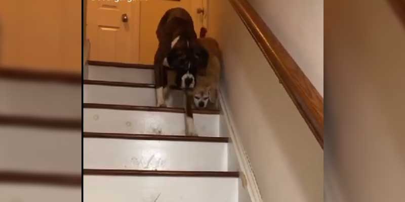 Un perro ayuda a su amigo ciego a bajar unas escaleras