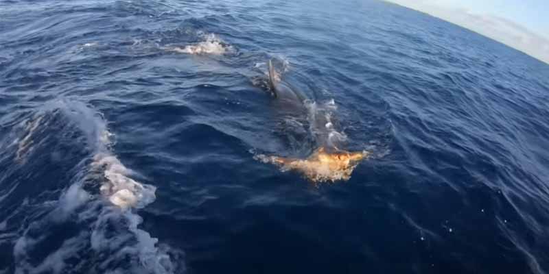 Pescadores salvan a una tortuga de ser devorada por un tiburón