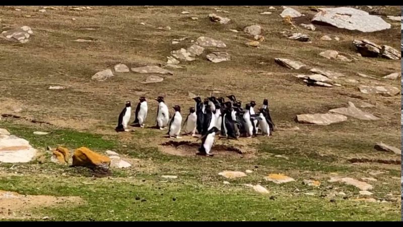 Dos grupos de pinguinos se cruzan y...