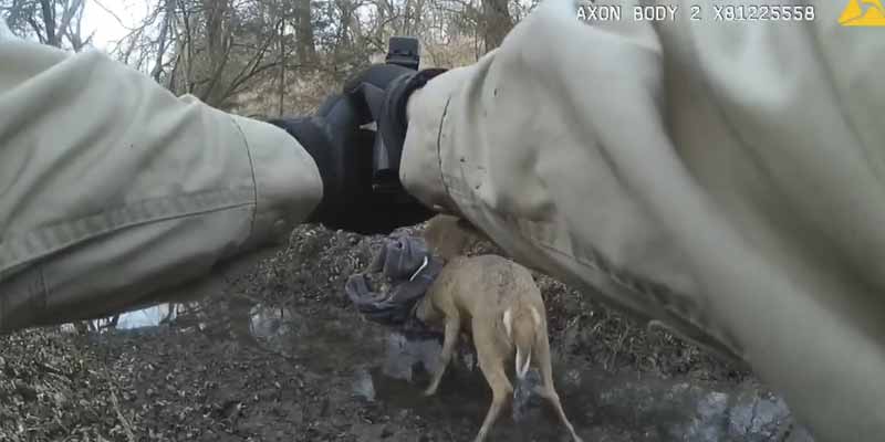 Un guardabosques libera a dos ciervos enganchados disparándole en las astas