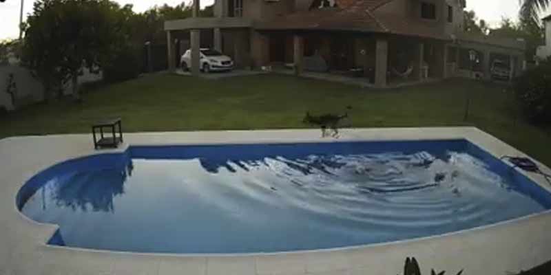 Una perra salva a su "hermana" de morir ahogada en una piscina