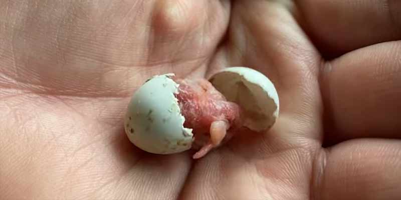 Encuentra en una tienda de mascotas un huevo abandonado de un periquito y lo rescata