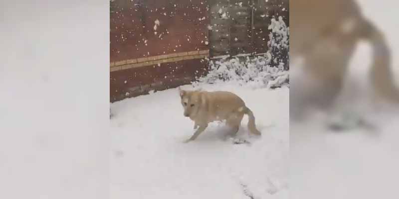 Esta perra va a descubrir la nieve... Y no le va a gustar