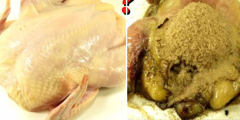¿Cuánto tardan los gusanos en comerse un pollo?