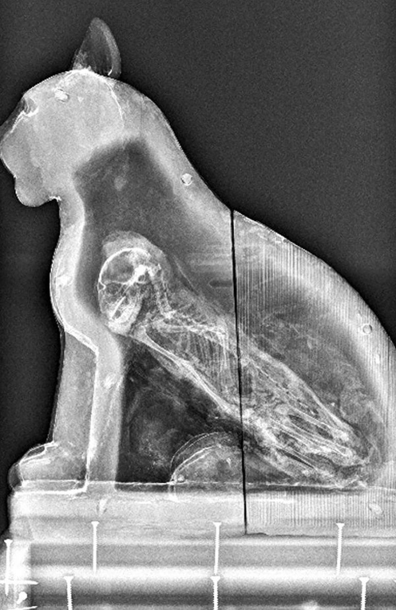 Extrañas fotografías tomadas con rayos X