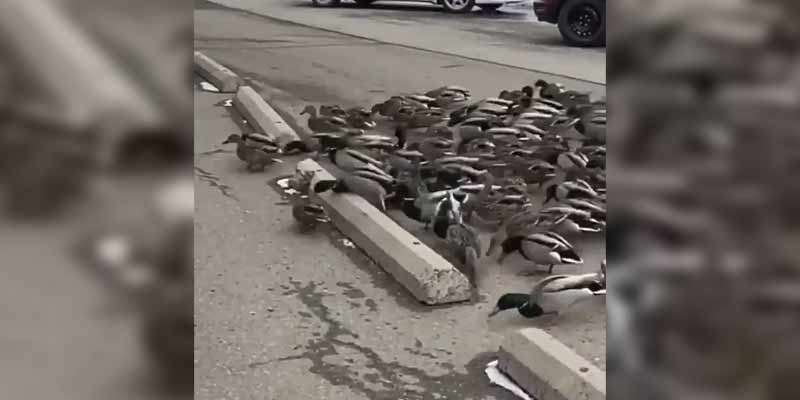Un grupo de patos en mitad de la carretera ¿qué pasara?