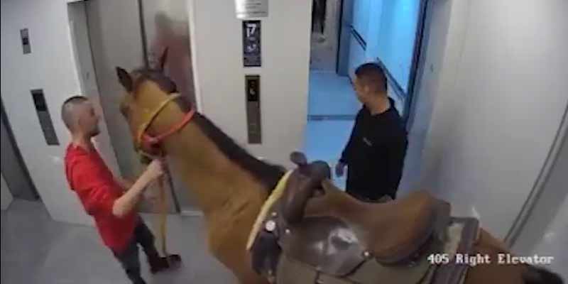 Intenta meter un caballo en un ascensor