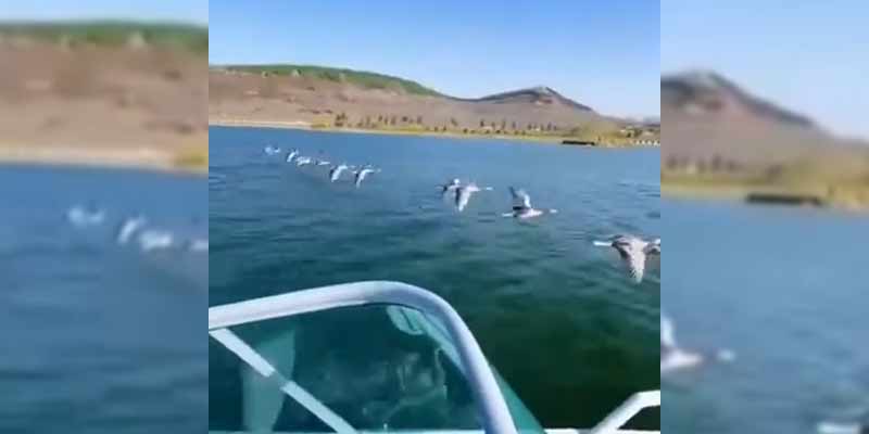 Gansos salvajes volando en perfecta formación junto a un barco