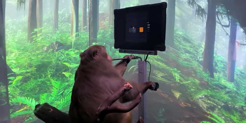 Un mono jugando al Pong con un implante cerebral de Neuralink