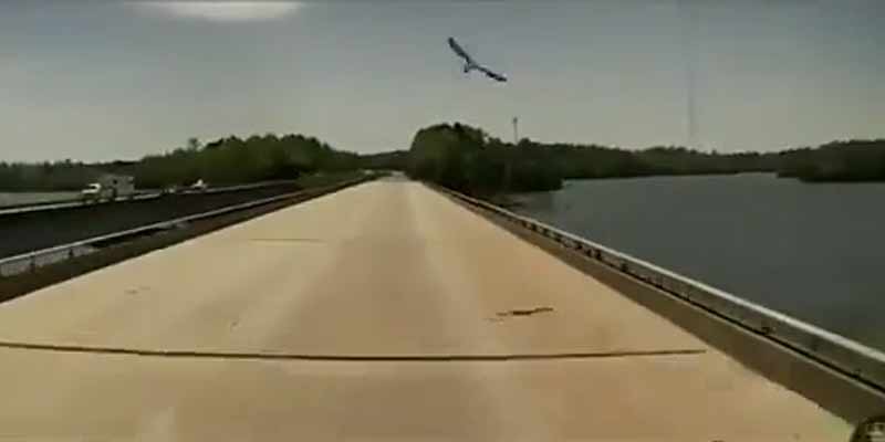Un pájaro lanza un pez contra el parabrisas de un camión