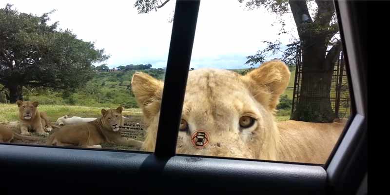 Un león les abre la puerta del coche durante un safari