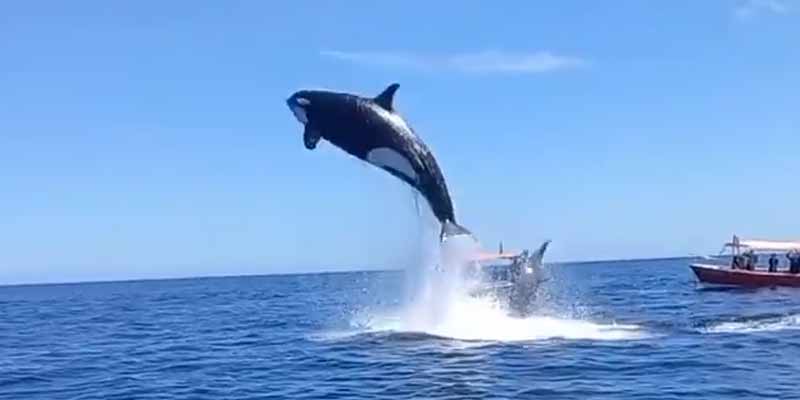 El impresionante ataque de una orca a un delfín