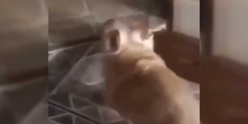 Este perro encuentra la solución a sus problemas con los escalones
