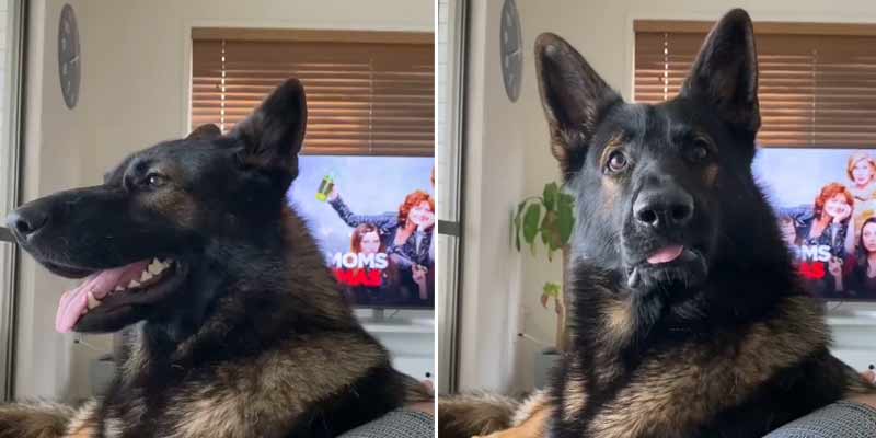 Adopta a un perro policía jubilado y reacciona así cuando escucha la palabra "cocaina"