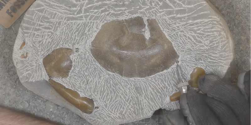 Extrayendo un cangrejo fosilizado de 12 millones de años