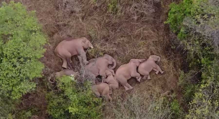 Un drone graba a una manada de elefantes asiáticos durmiendo