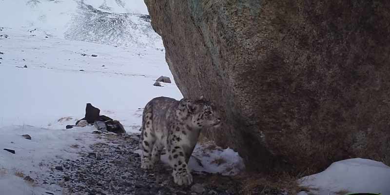 Leopardo de las nieves intenta comerse una cámara oculta que lo graba