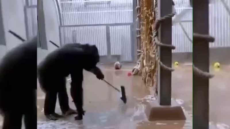 Esto es lo que sucede cuando el cuidador del zoológico deja la escoba en el recinto de los chimpancés