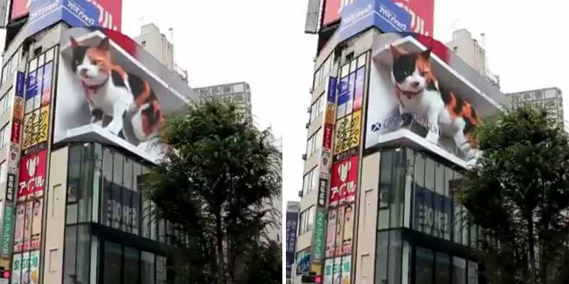 Impresionante ilusión óptica de un gato en una pantalla gigante en Tokio