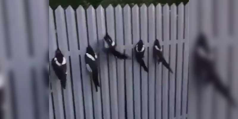 ¿Por qué habrán acabado todos estos pájaros con la cabeza atrapada en la valla?