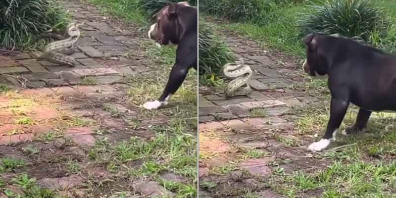 Un perro de raza pitbull se enfrenta a una serpiente