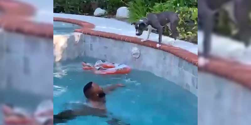 No nos merecemos a los perros y sino mira a este cuando su dueño está en la piscina