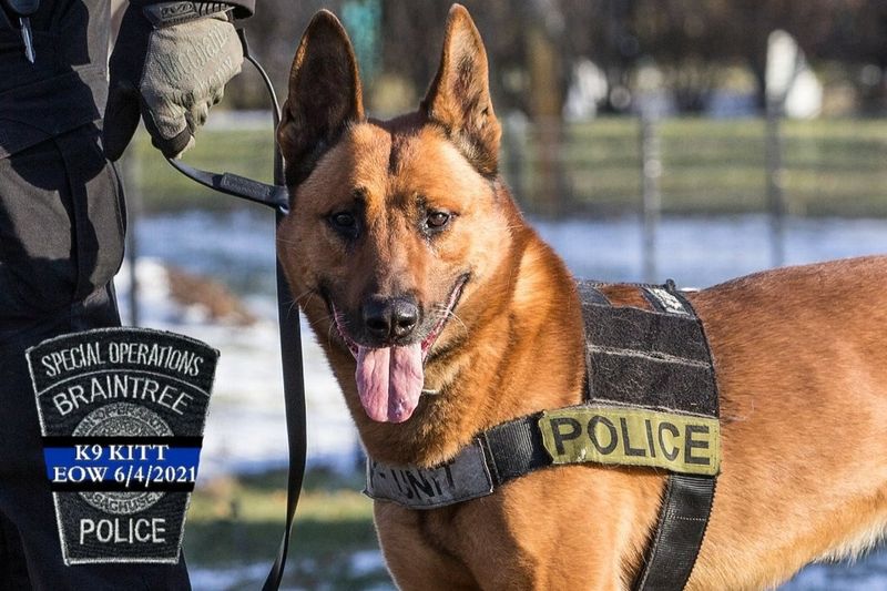 Un perro Policía es enterrado con honores tras morir en acto de servicio