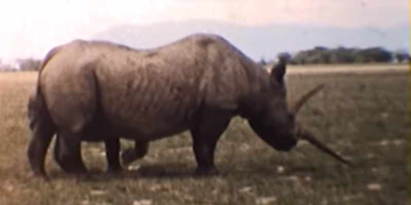 Antigua grabación del rinoceronte más grande del mundo