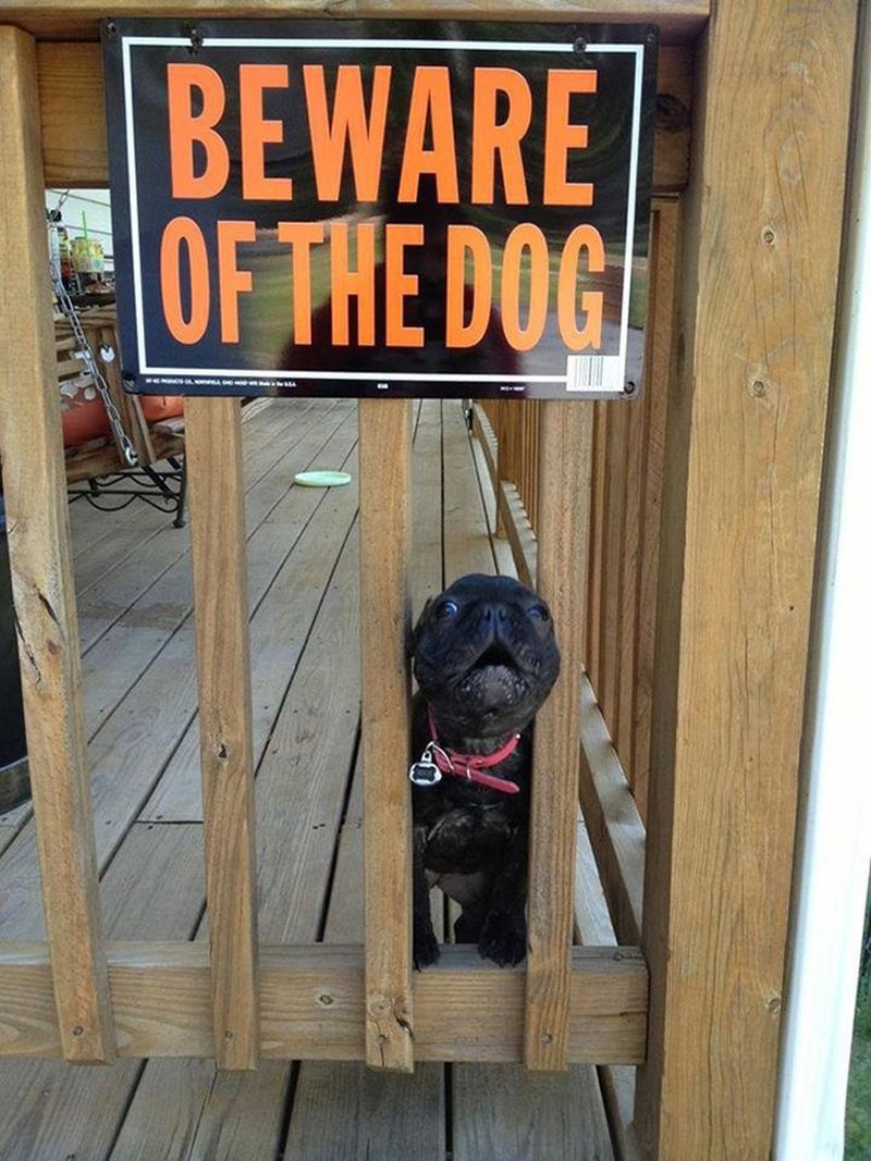 Cuidado con el perro