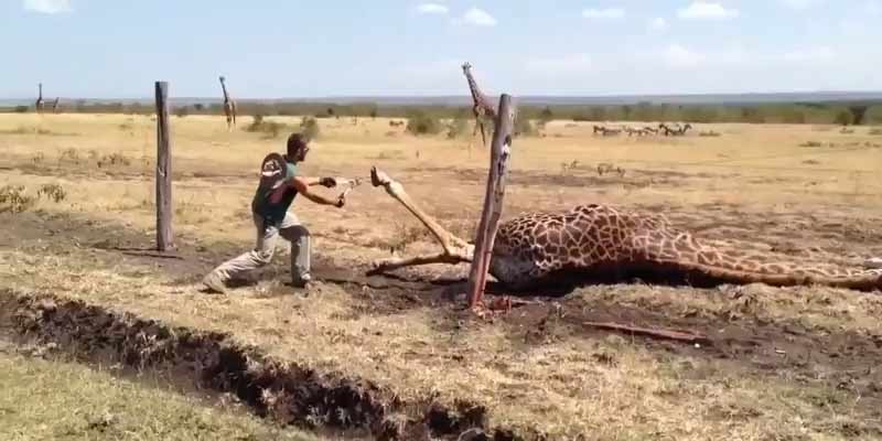 Liberando una jirafa que se ha quedado atrapada en una valla