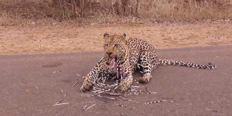 La mala experiencia de un leopardo que intenta cazar un puercoespín
