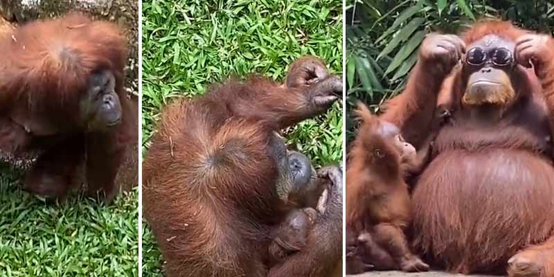 Un orangután se encuentra unas gafas de sol en su recinto y no puedo parar de ver su reacción