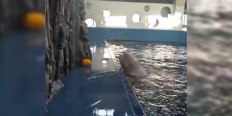 Una ballena beluga usa un chorro de agua para recuperar un juguete