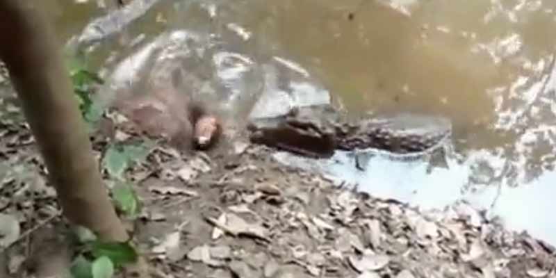 Un caimán comete el error de intentar comerse una anguila eléctrica